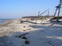 Weststrand gleich hinterm Wald